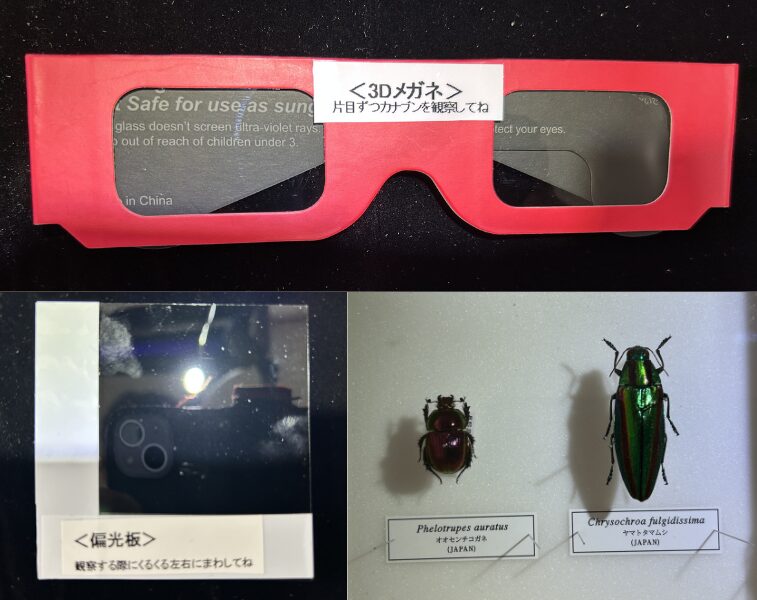 クワカブ・サイエンスラボ　プログラム１
「昆虫の色と光のふしぎ」探究講座